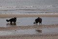 Xerus en Zaza op Vlieland (21)